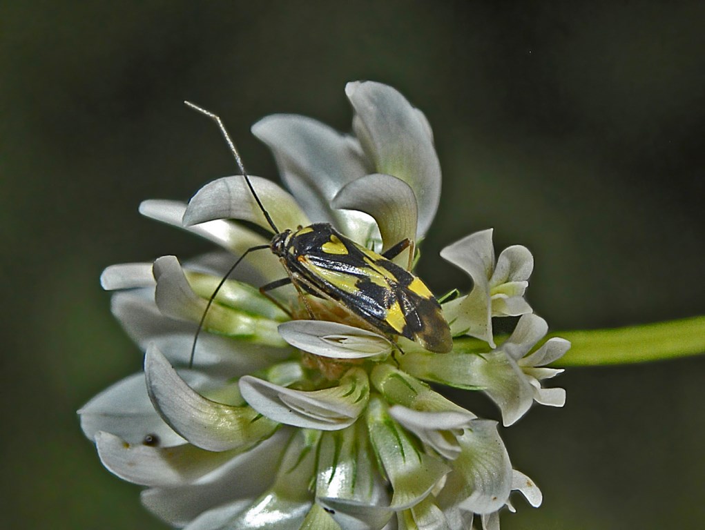 Un Miride dalla Val Veny - Grypocoris sexguttatus